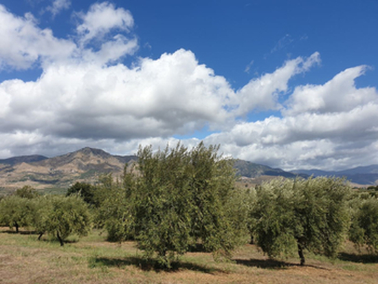 etna olio copy copy