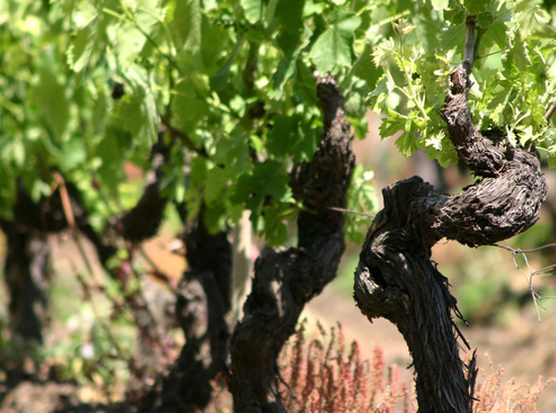 vigneti alberello Etna copy