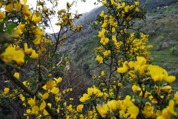 Tassita flora copy