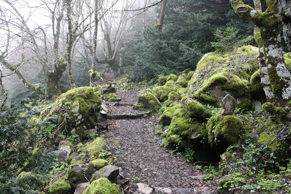 tassita forest