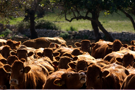 dairy farm in ragusa ridotto