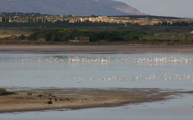 vendicari flamingos copy