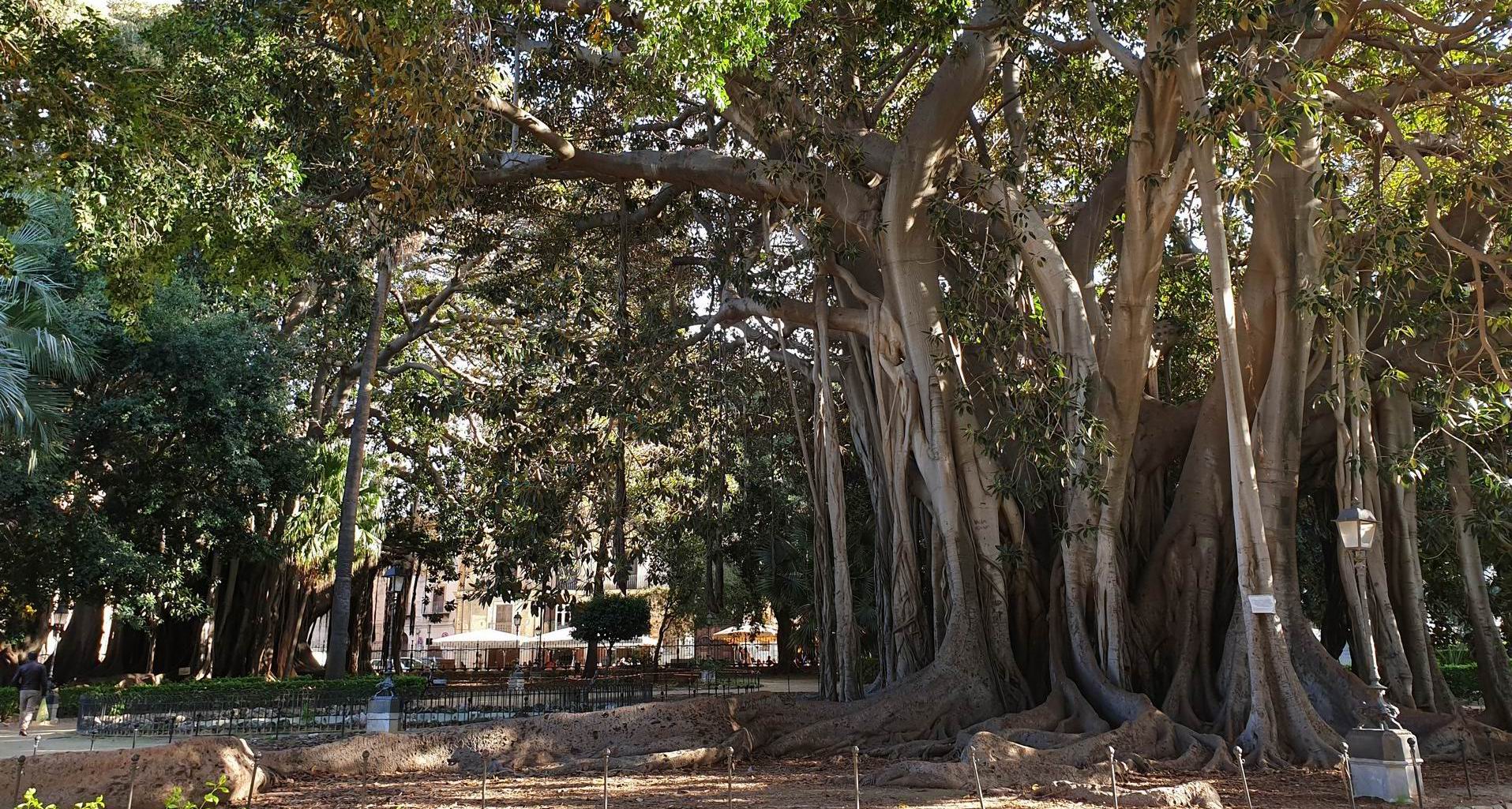 monumental-trees-palermo.jpg