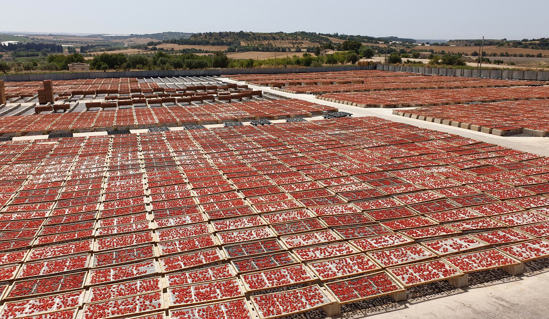 tomato-farm-pachino.jpg