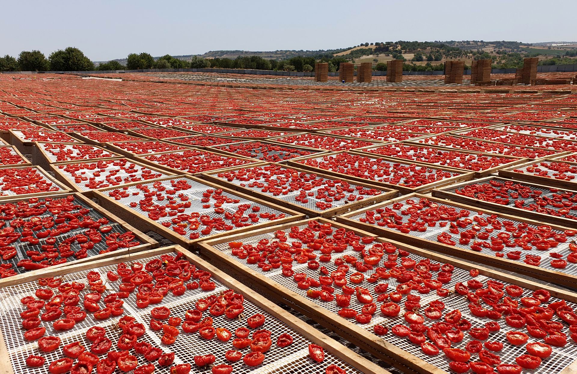 tomatoes-farm-sundreid.jpg