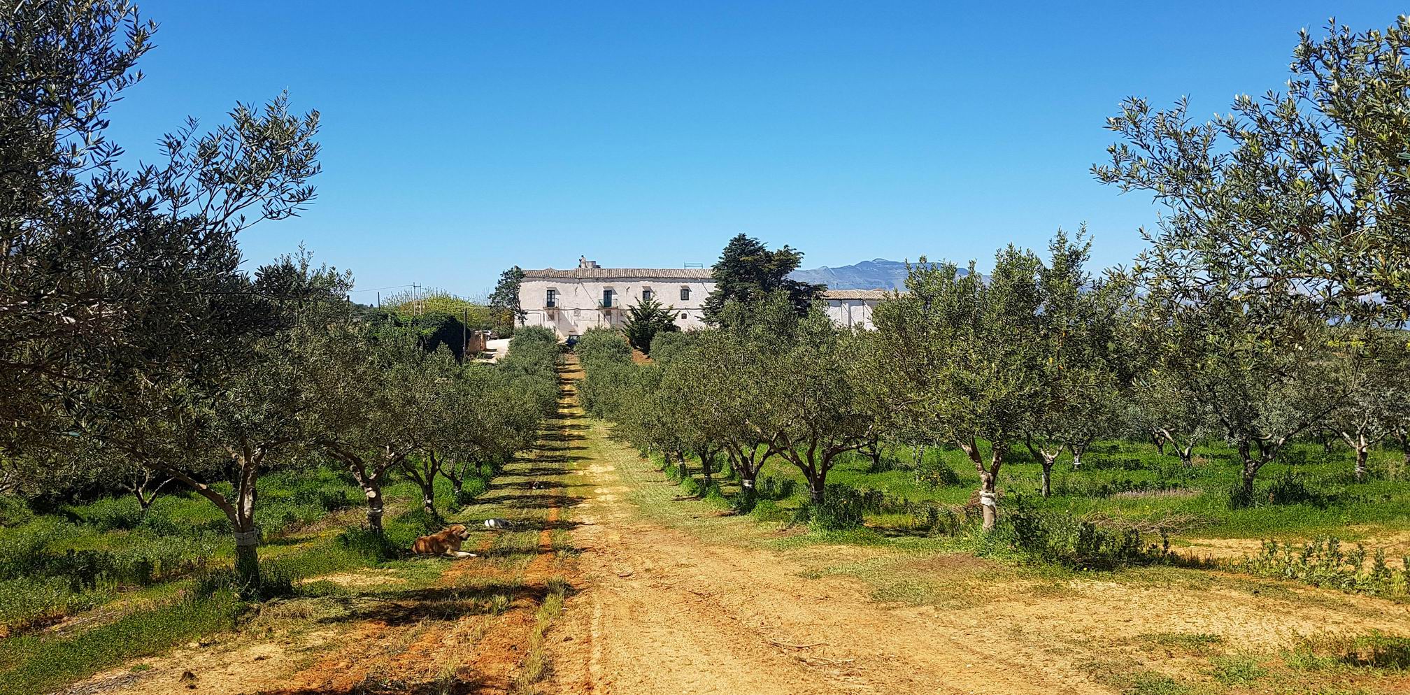 Guided_Olive_Oil_Tasting.jpg