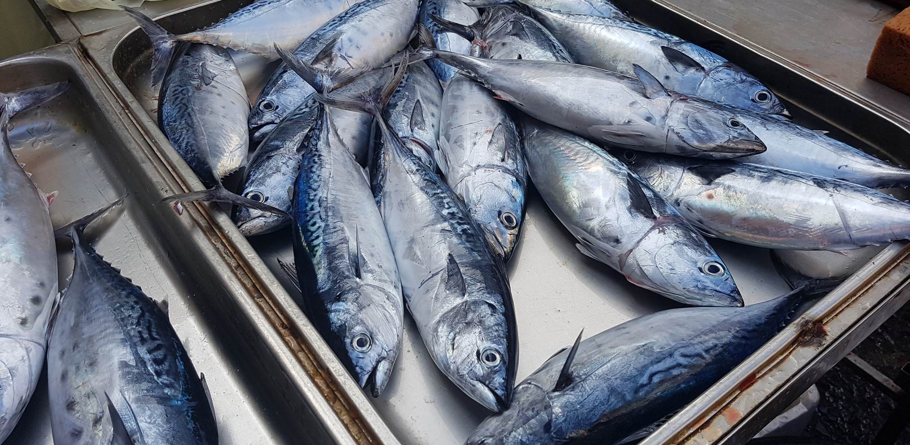 fish-market-pescheria-catania.jpg