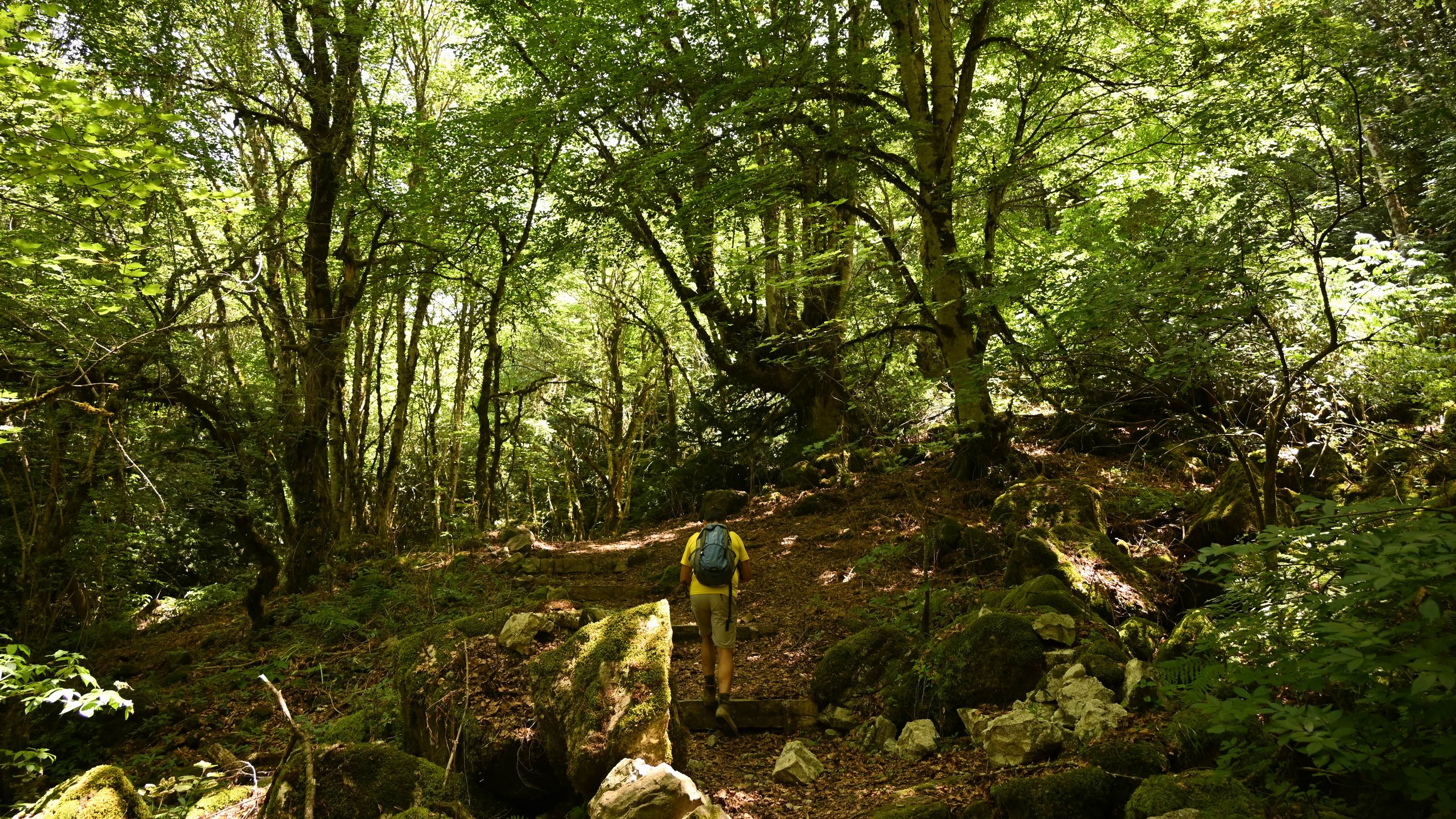 Nebrodi_Mountains_Tassita_Wood_with_private_local_guide.JPG