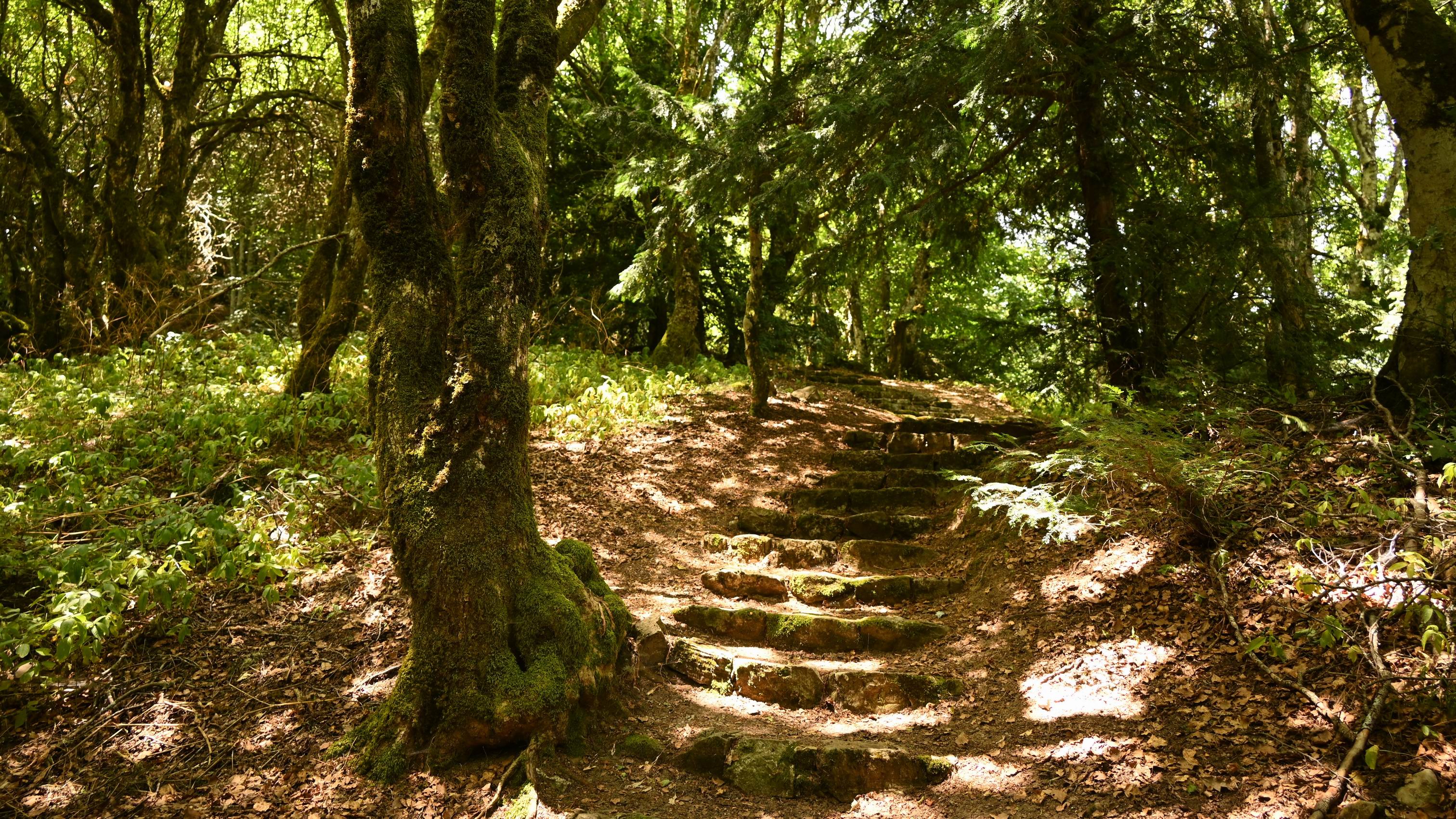 Tassita_Wood_Nebrodi_Mountains_Hiking_Tour.JPG