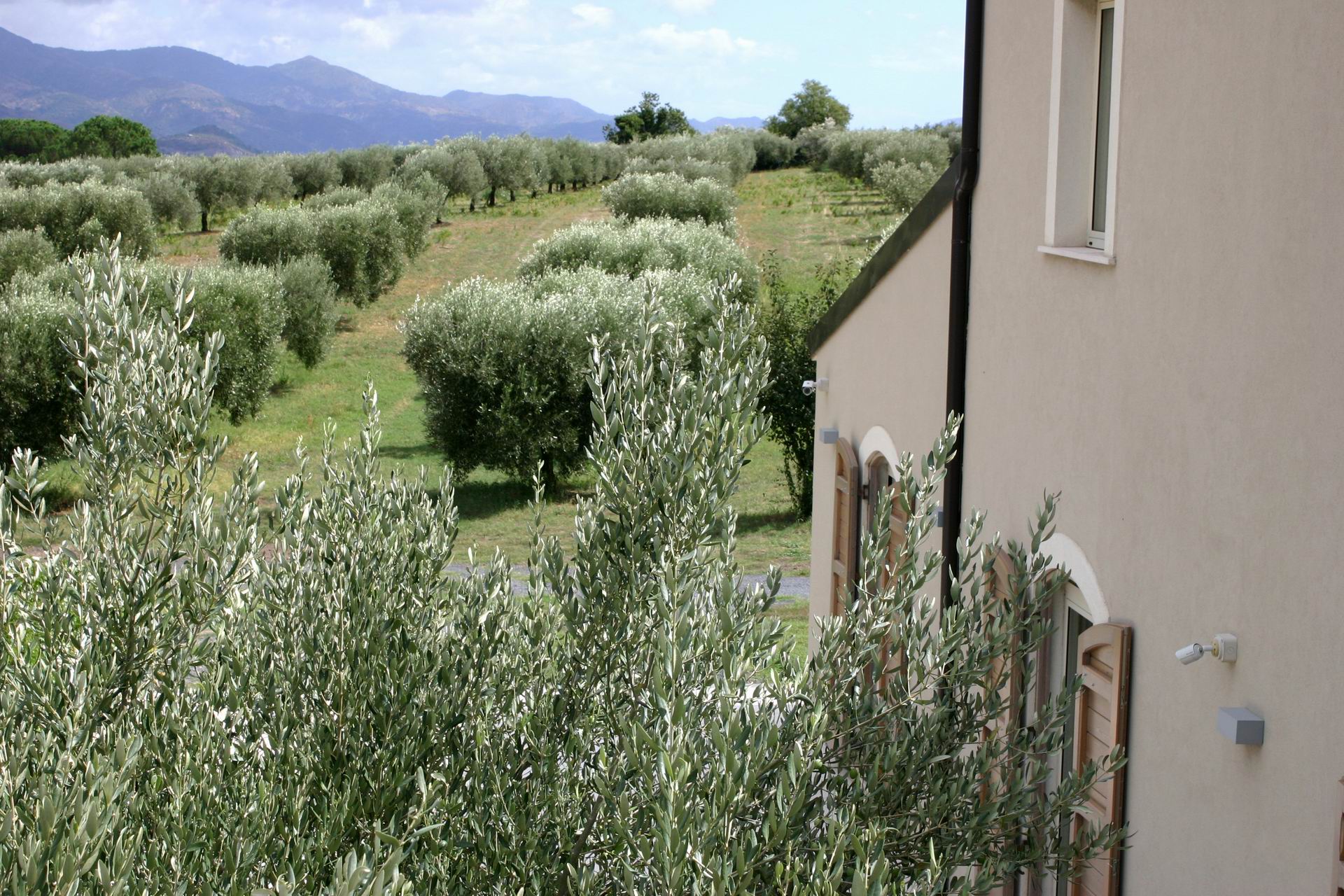 olive-oil-farm-mount-etna.jpg