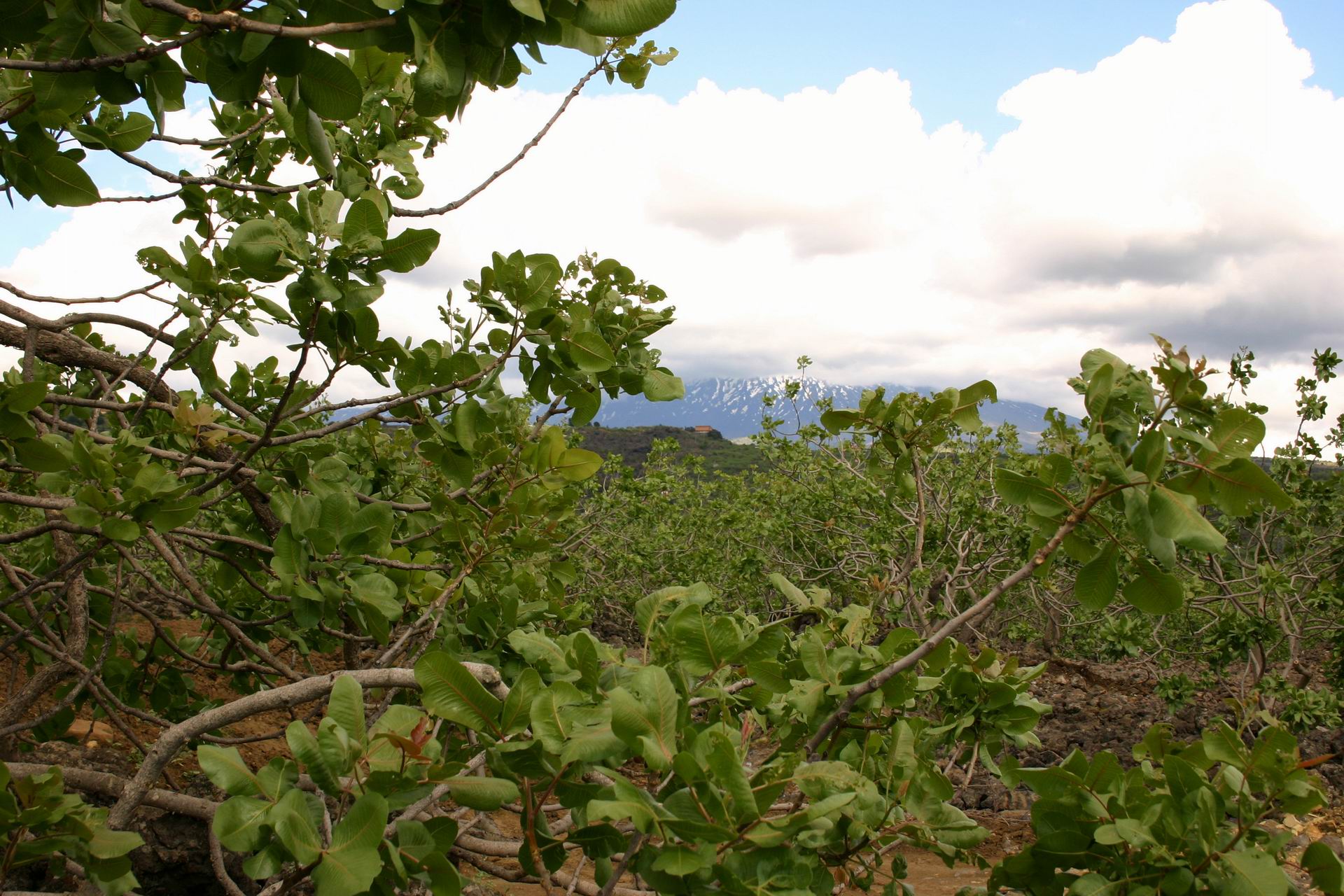 pistachio-farm-etna-volcano.jpg