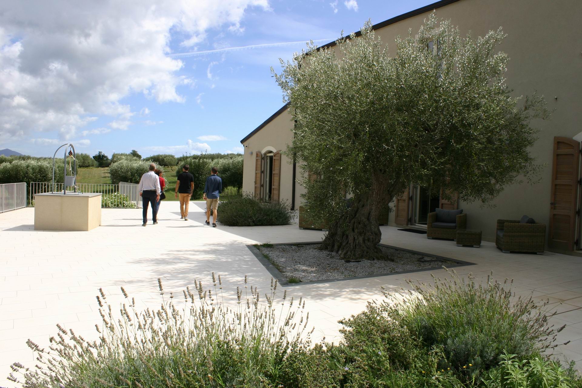 olive-oil-farm-etna-volcano.jpg