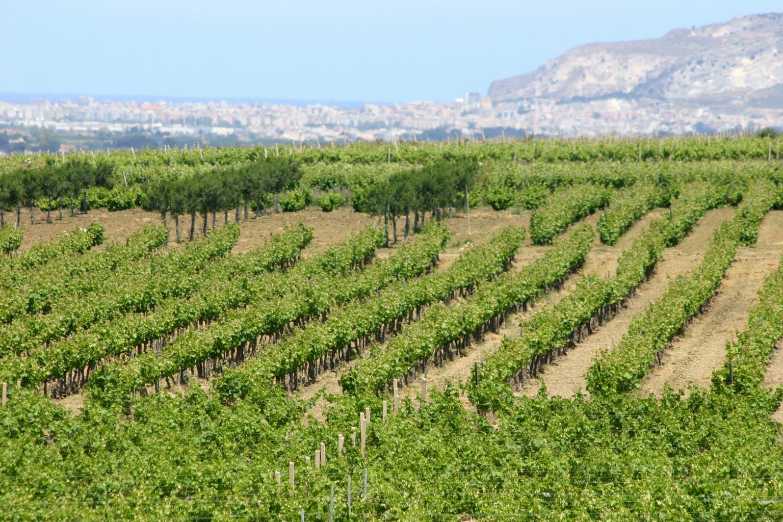 Marsala_Private_Wine_Tasting_with_tour.JPG