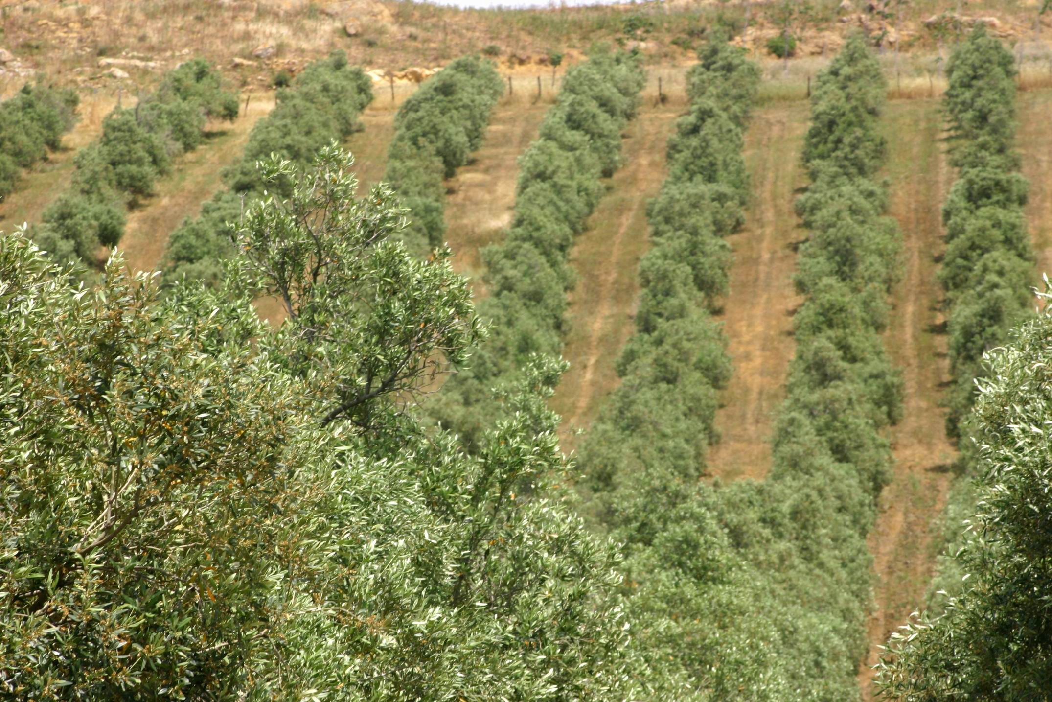 Olive_Oil_Tour_Palermo_Sicily.JPG