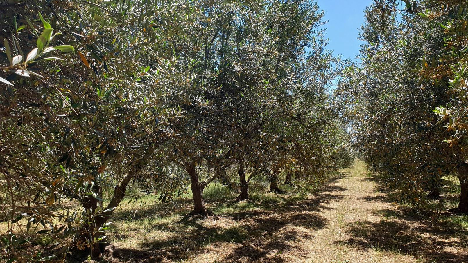 Private_Food_Tour_Marsala.jpg