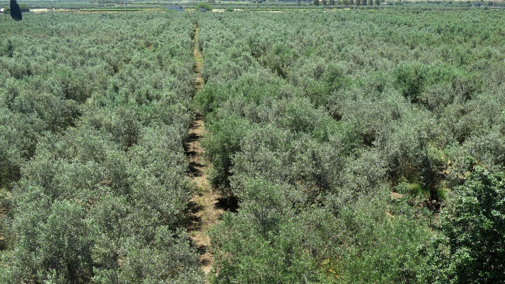 Trapani_Nocellara_Olive_Tour_with_Guide.JPG