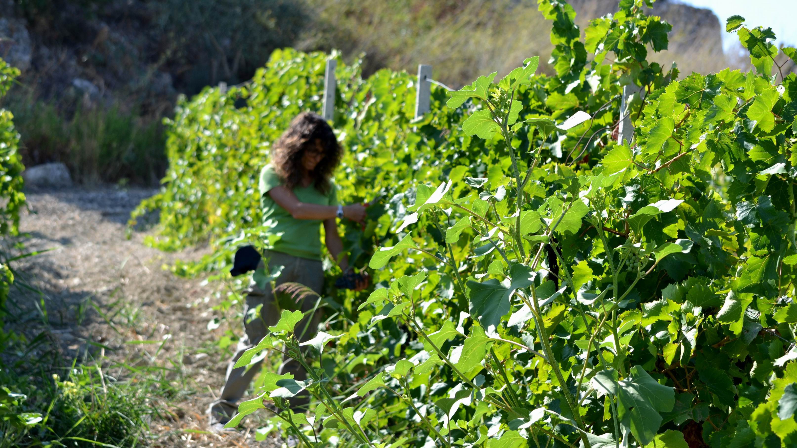 Agrigento_Private_Food_Wine_Tour.jpg