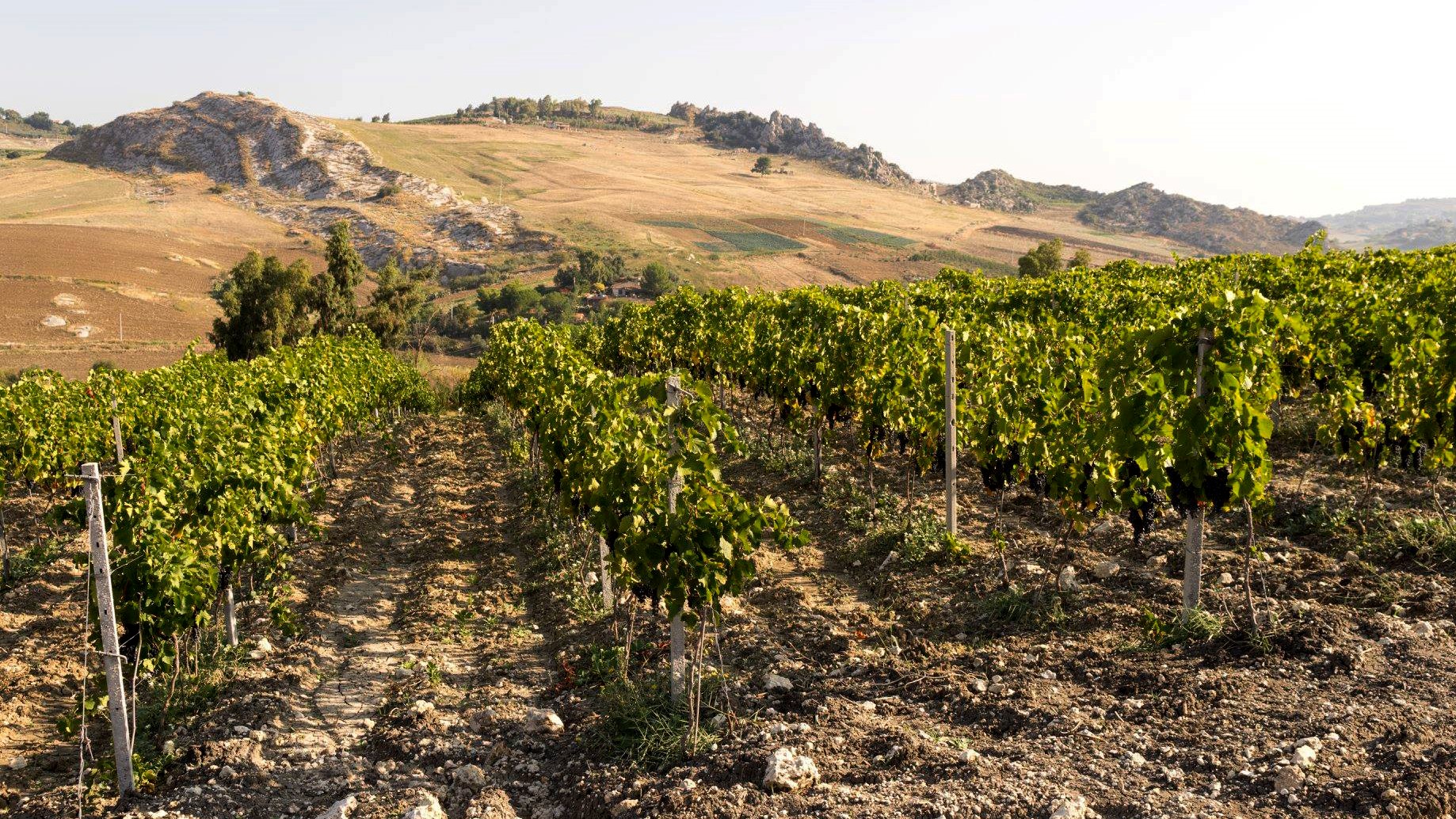 Agrigento_Private_Wine_Tour_with_winery_visit.jpg