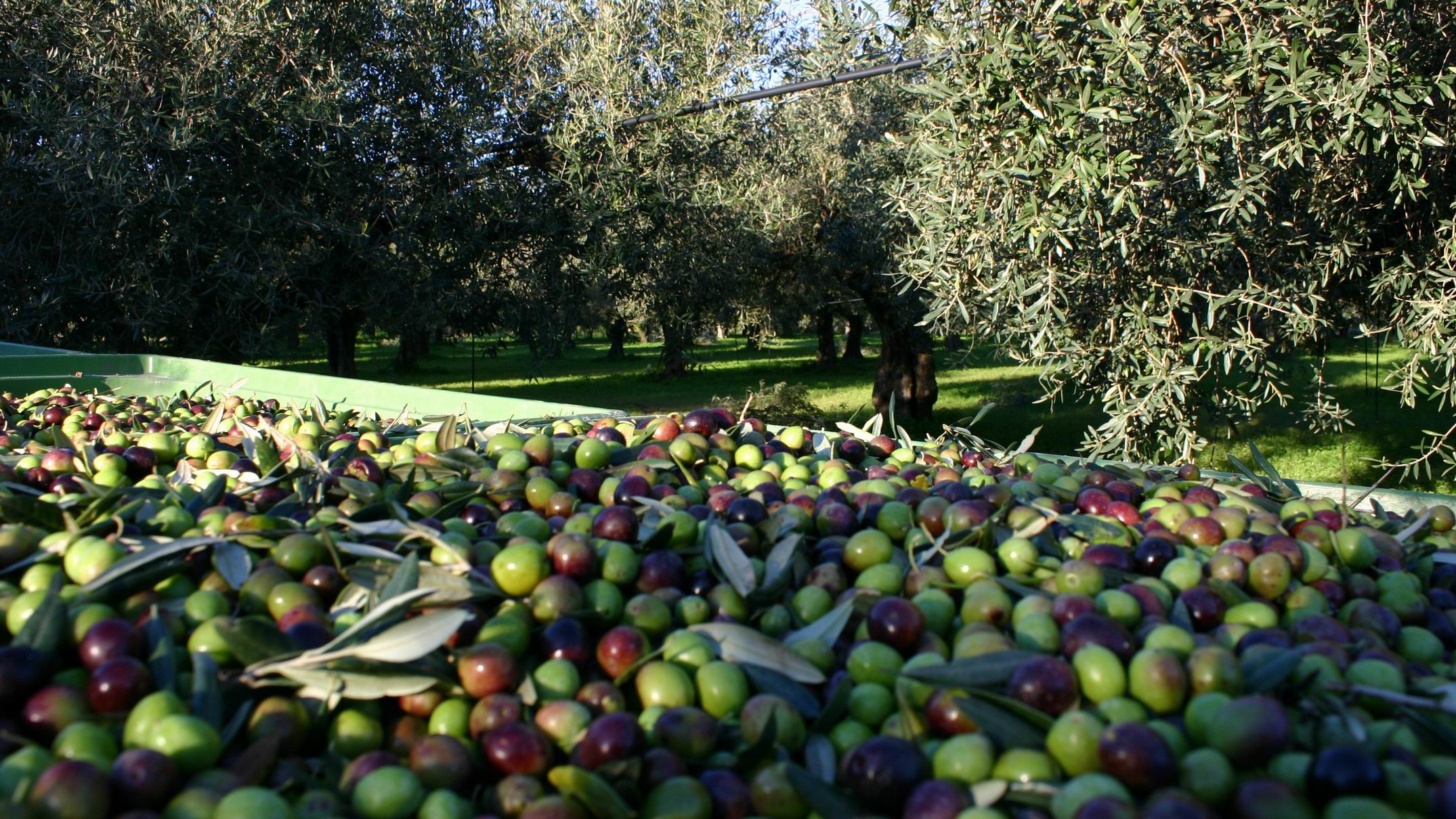 Guided_Olive_Oil_Tasting_in_Agrigento.JPG