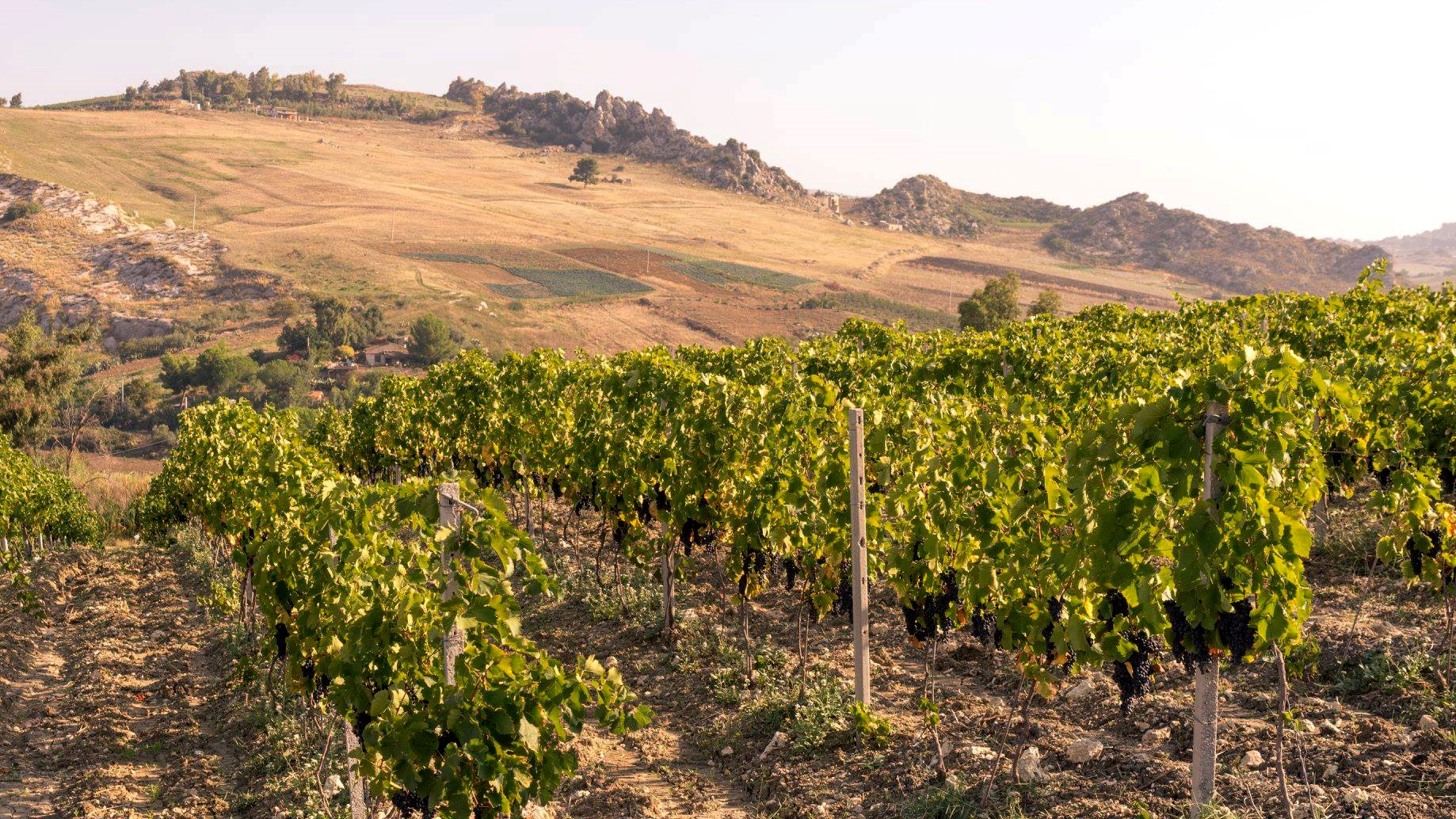 Guided_Wine_and_oliveoil_tasting_Agrigento.jpg