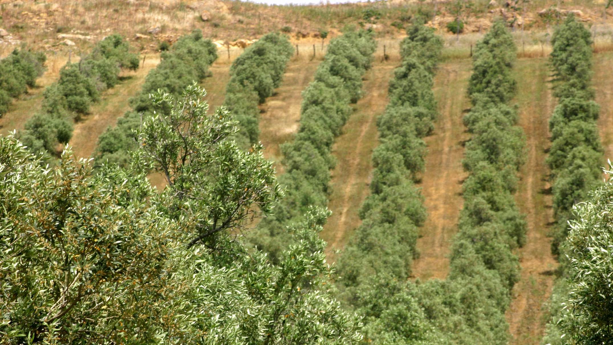 Olive_Oil_Tour_Agrigento_Sicily.JPG