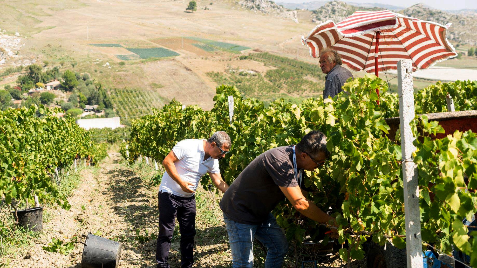 Visit_to_winery_with_tasting_Agrigento.jpg