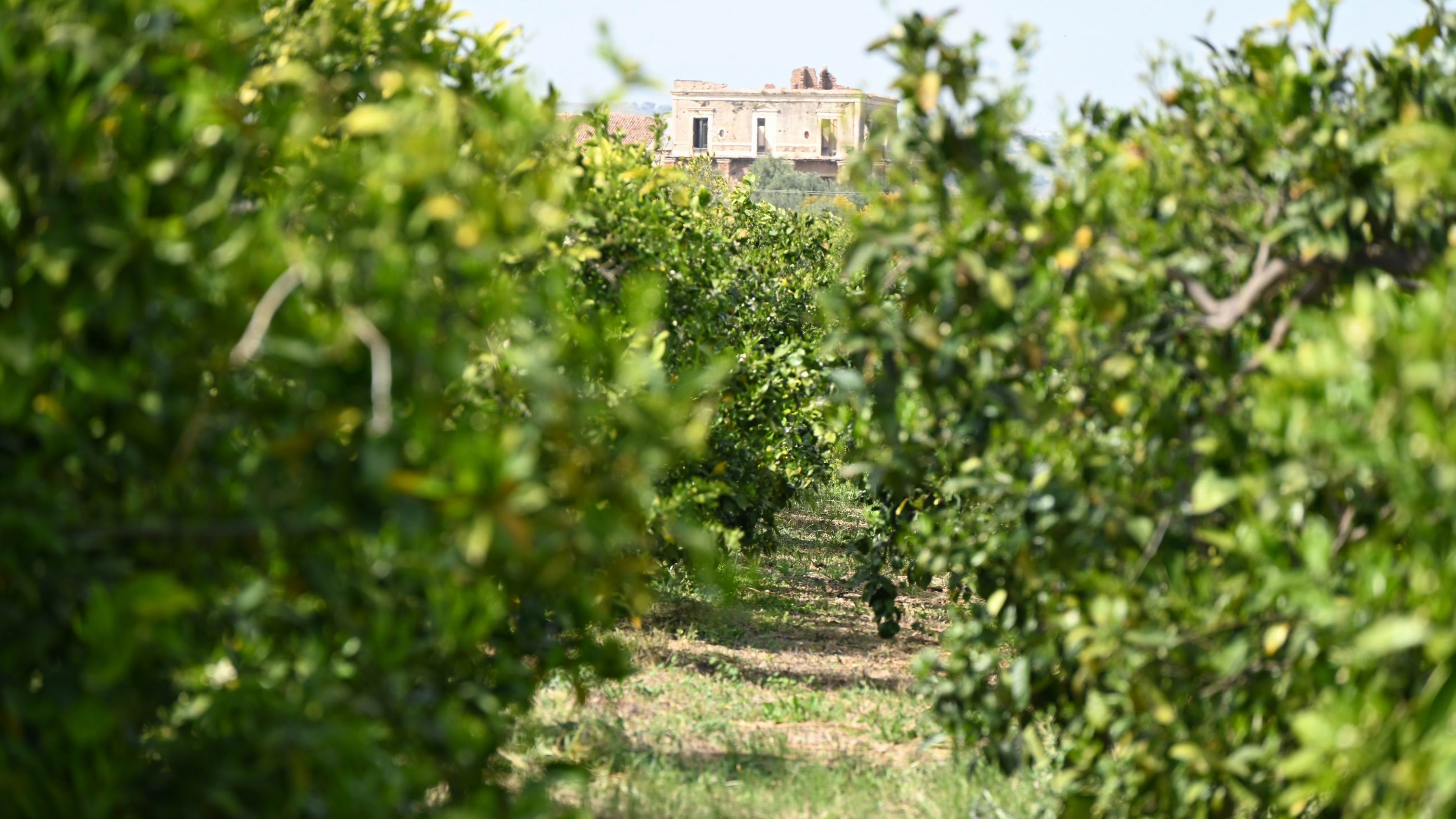 Visit_to_Sicilian_Orange_farm.JPG