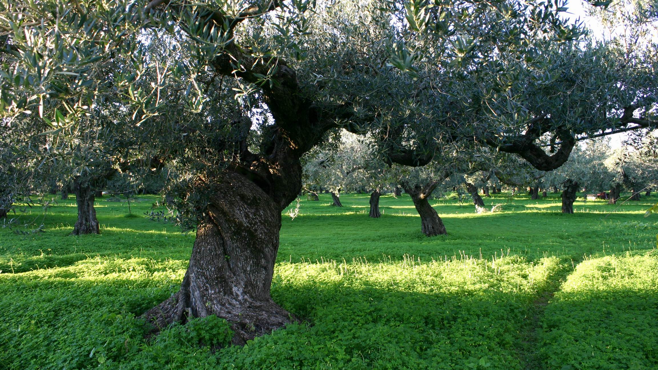 Sciacca_Food_Tour_Olive_oil_tasting.JPG