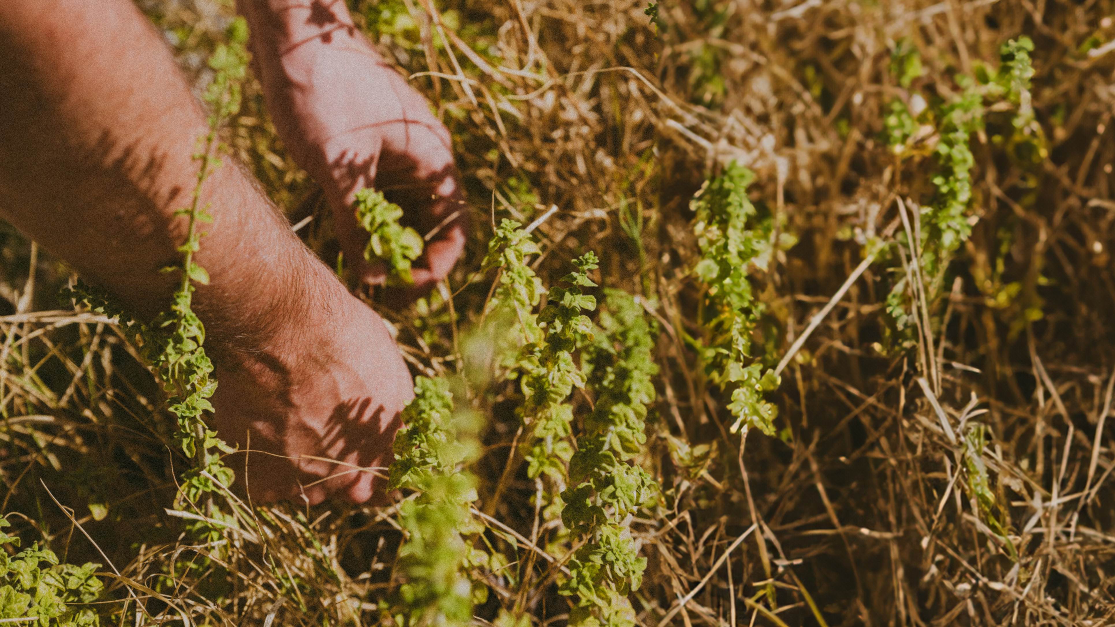 Herbs_Picking_Experience_Sicily.jpg