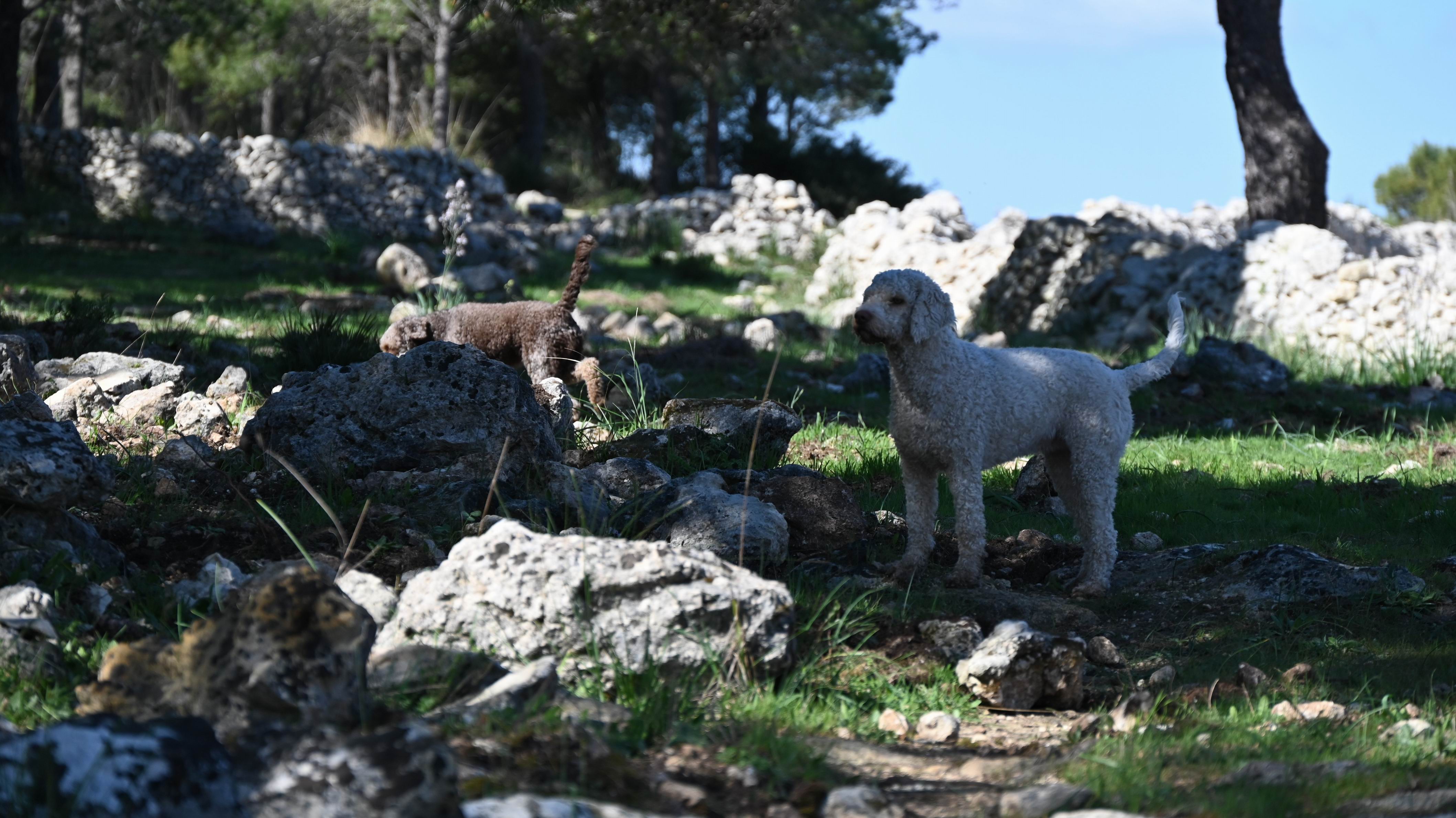 Palazzolo_Truffle_Hunting_with_dogs_Sicily.JPG