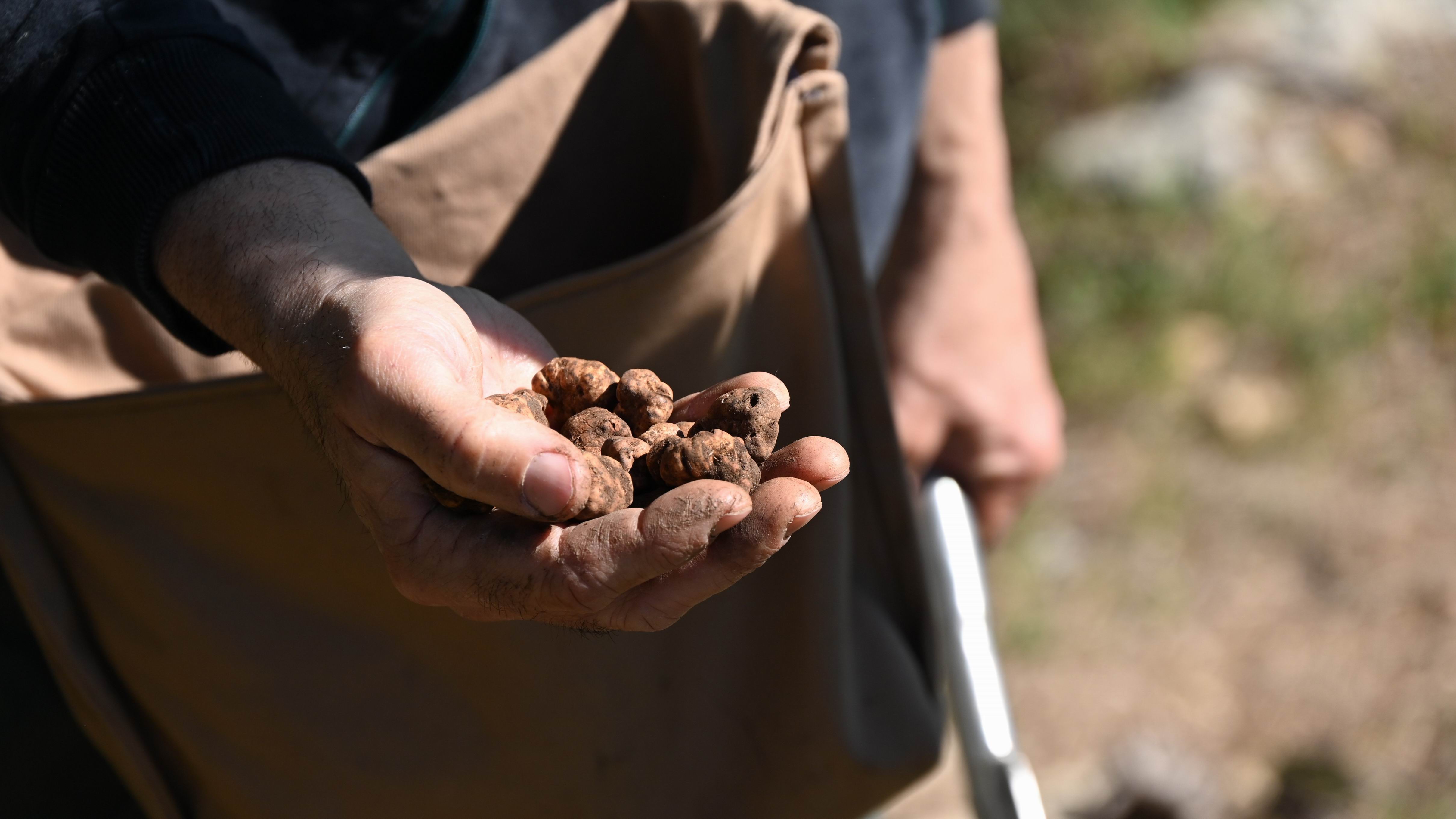 Truffle_hunting_experience_in_Sicily.JPG