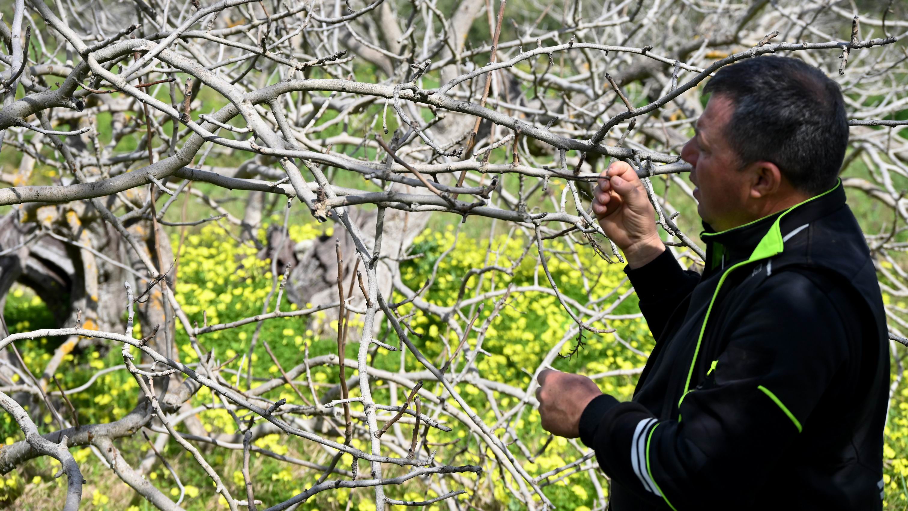 Agrigento_Guided_Food_Tour_with_Pistachio_Tasting_visit_to_valley_yemples.JPG