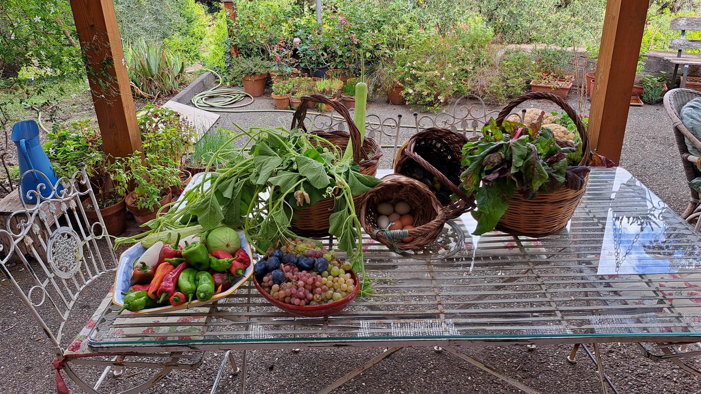 harvesting-fresh-organic-vegetables-etna-farm.jpg