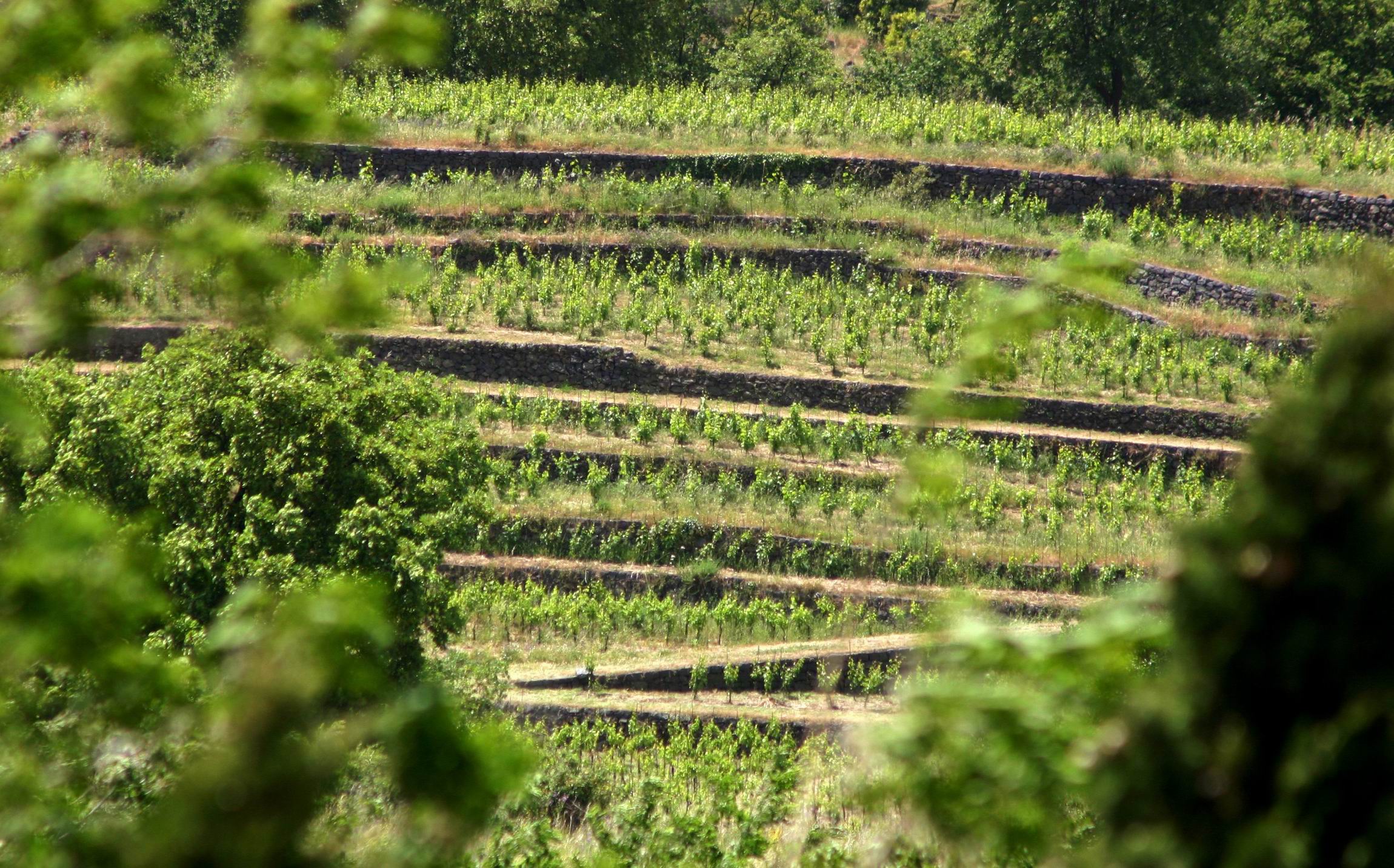 Etna_Wine_Tasting_and_Private_Tour.JPG