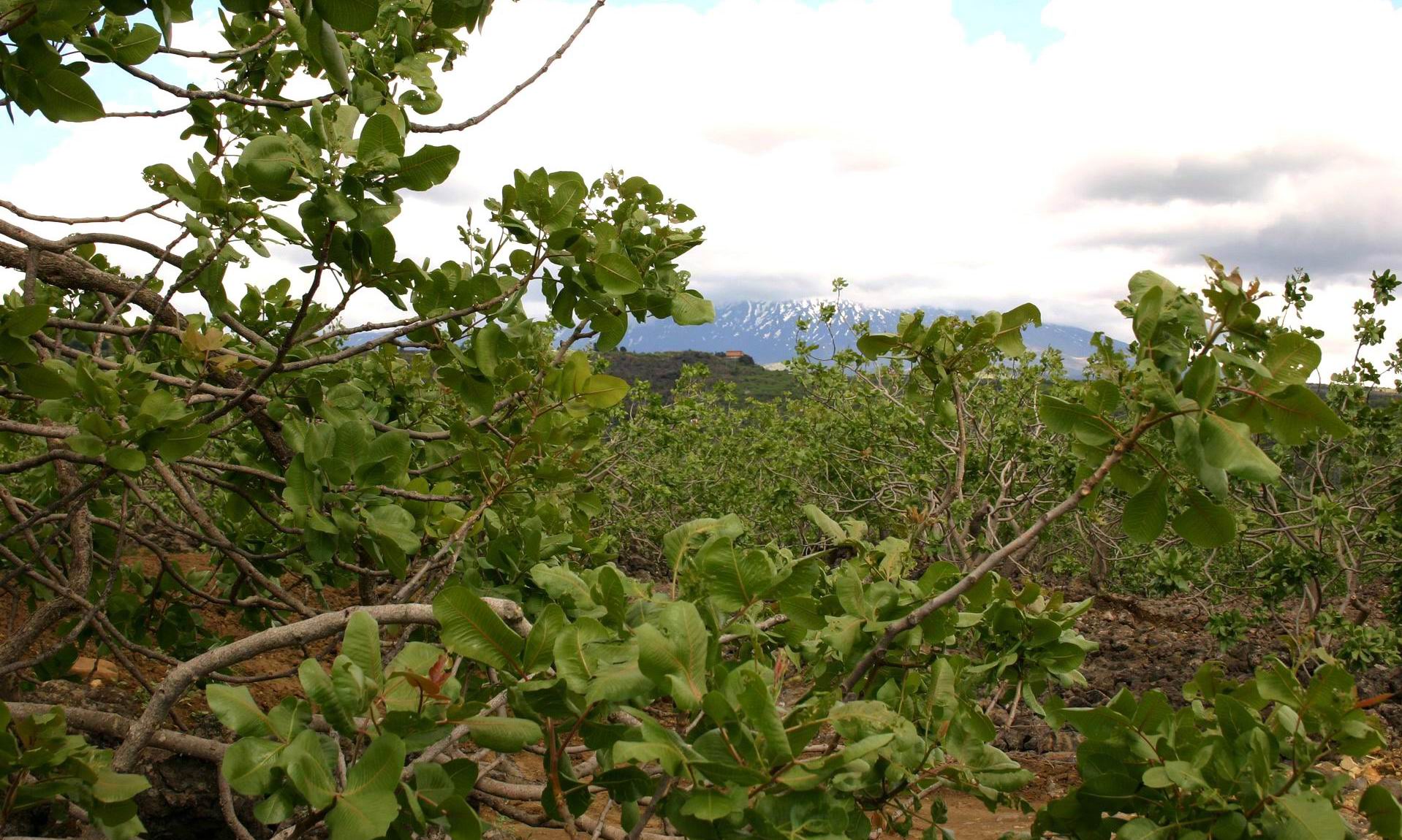 pistachio-farm-etna-volcano.jpg