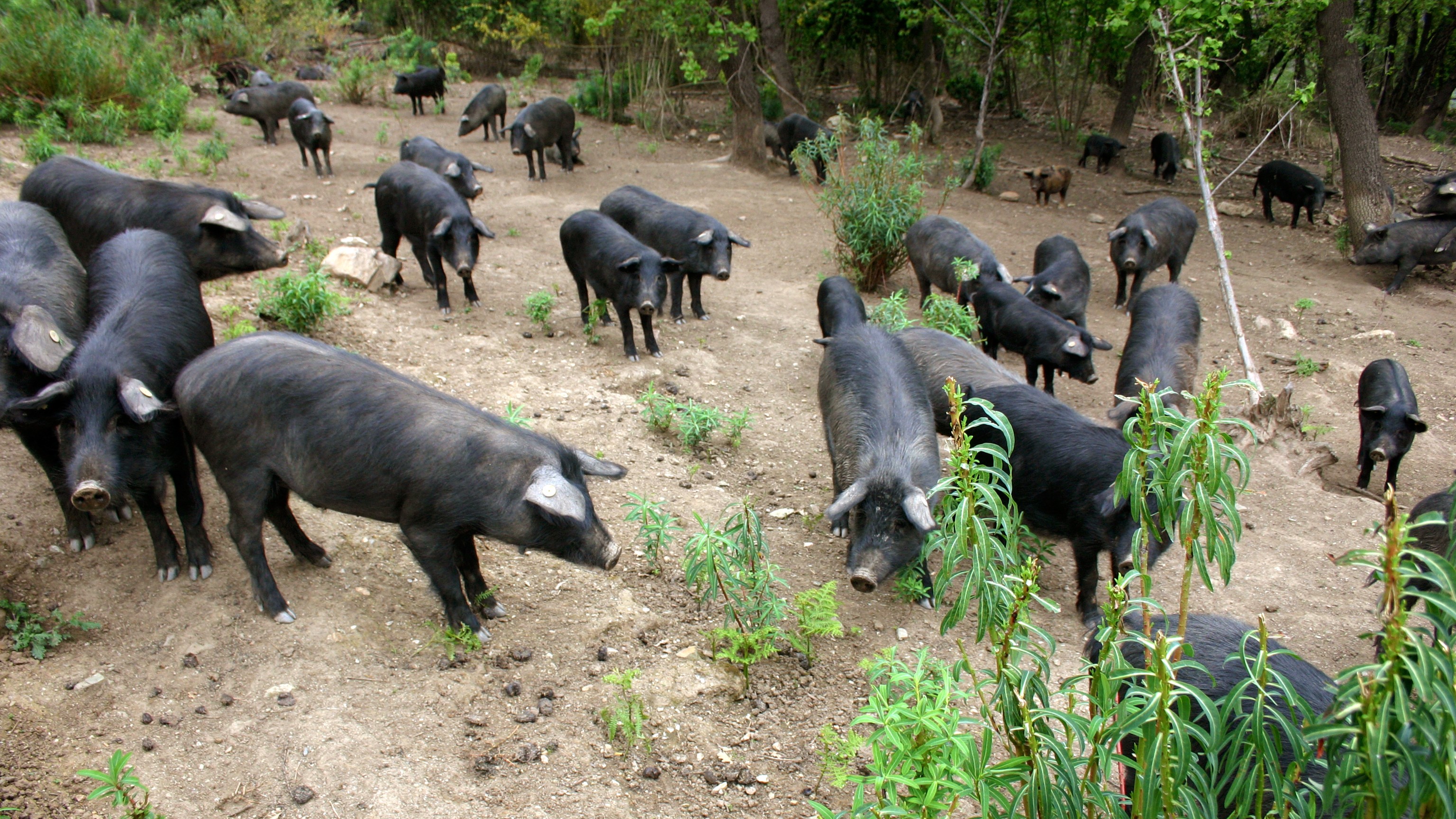 black-pig-stanley-tucci-farm-visit-with-lunch.JPG
