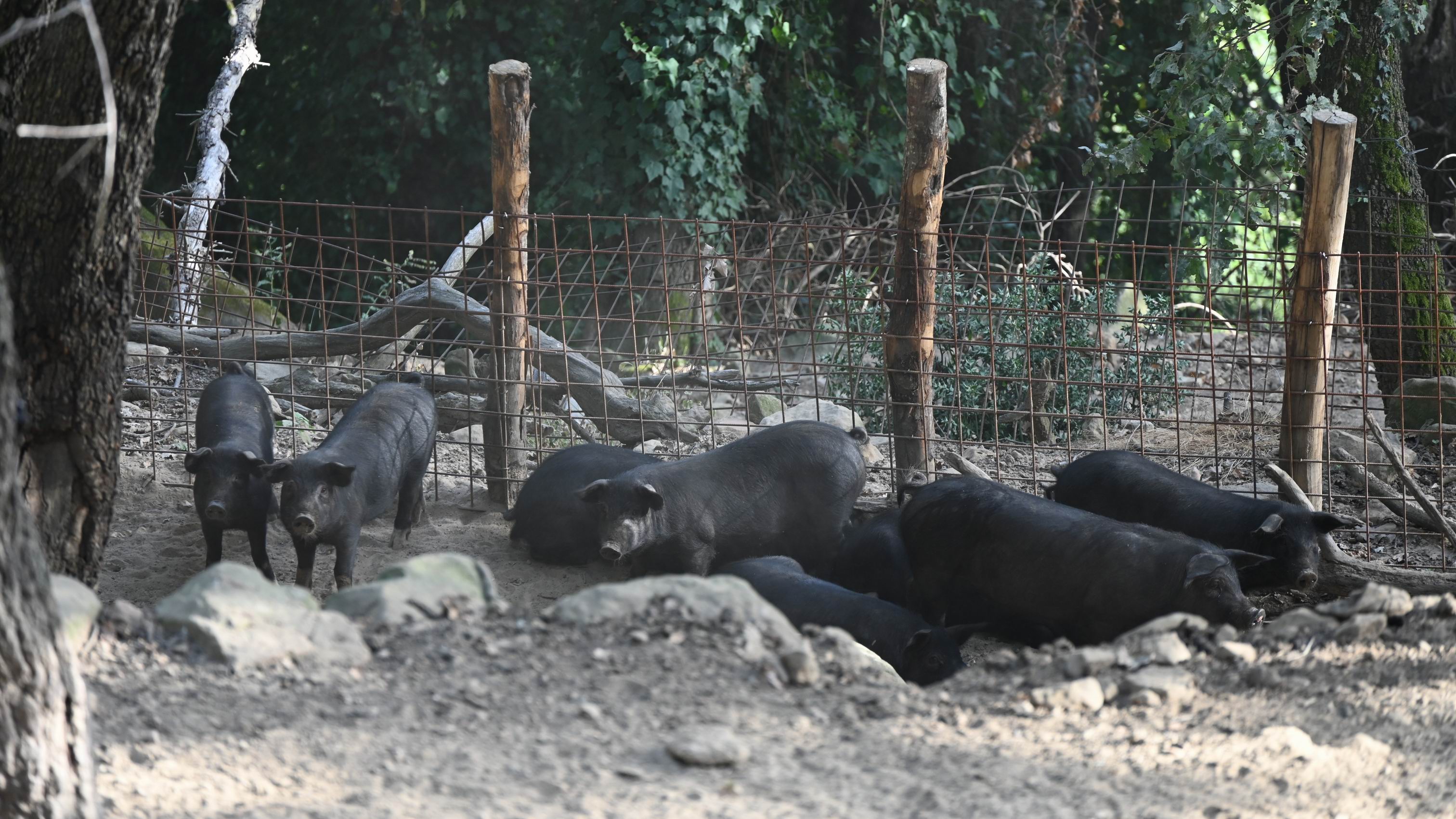 exclusive-black-pig-farm-tour-nebrodi.JPG