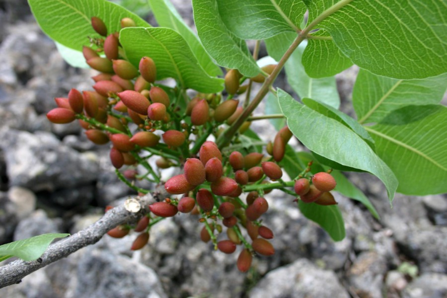 Pistachio, the fruit that comes from fire