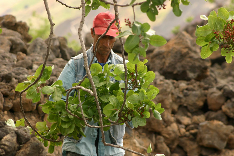 The “Green Gold” of Etna families: pistachio and olive oil