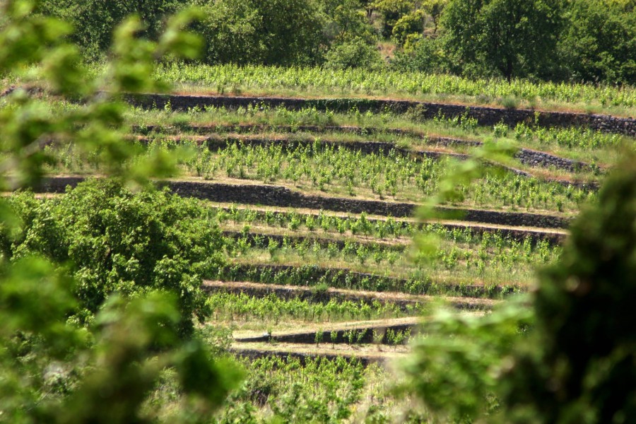 In the land of Dionysus and Hephaestus. Wine and trekking on Mount Etna