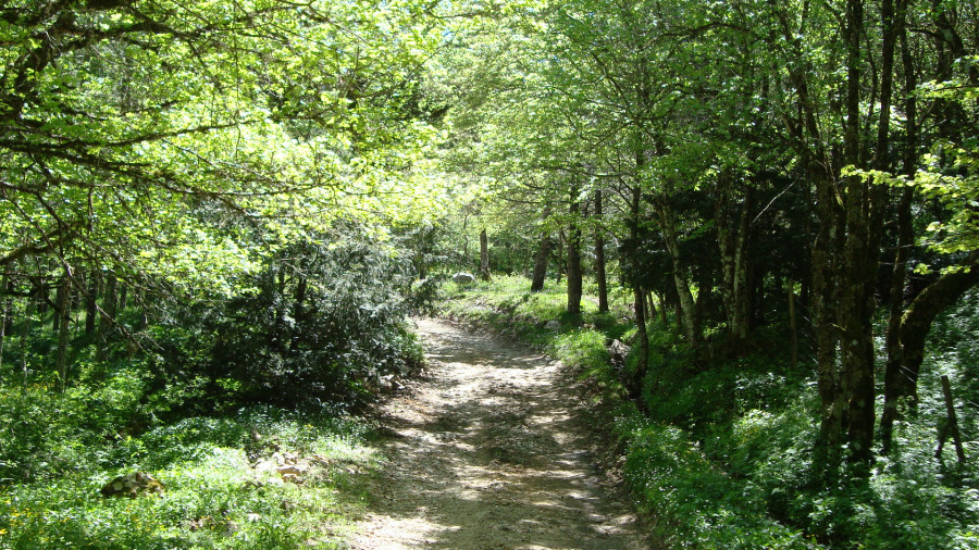 Monumental trees, potters and delicacies in the heart of the Nebrodi National Park