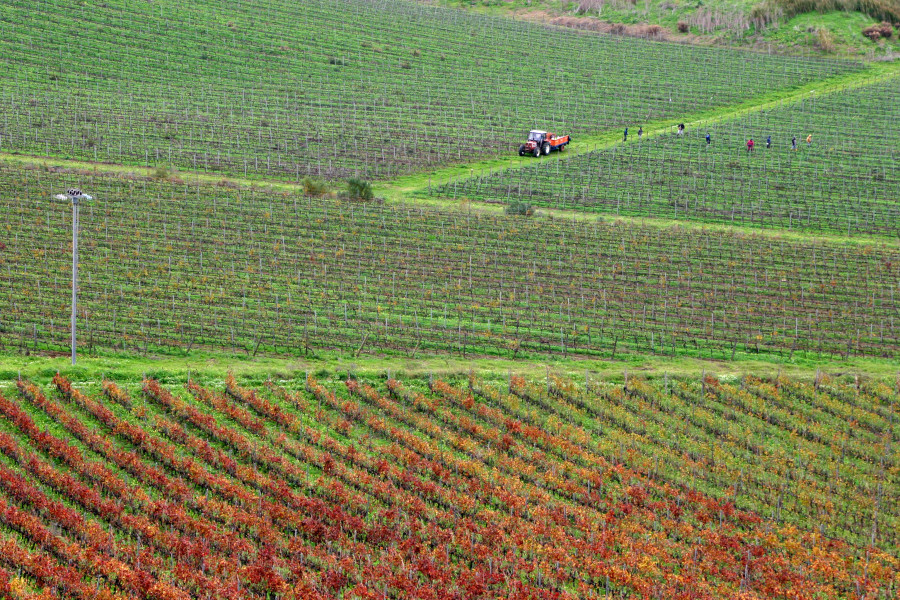 Wines of Sicily: the revival of Perricone