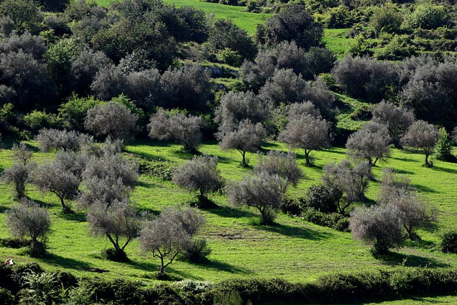 A morning through the rural flavors of Noto