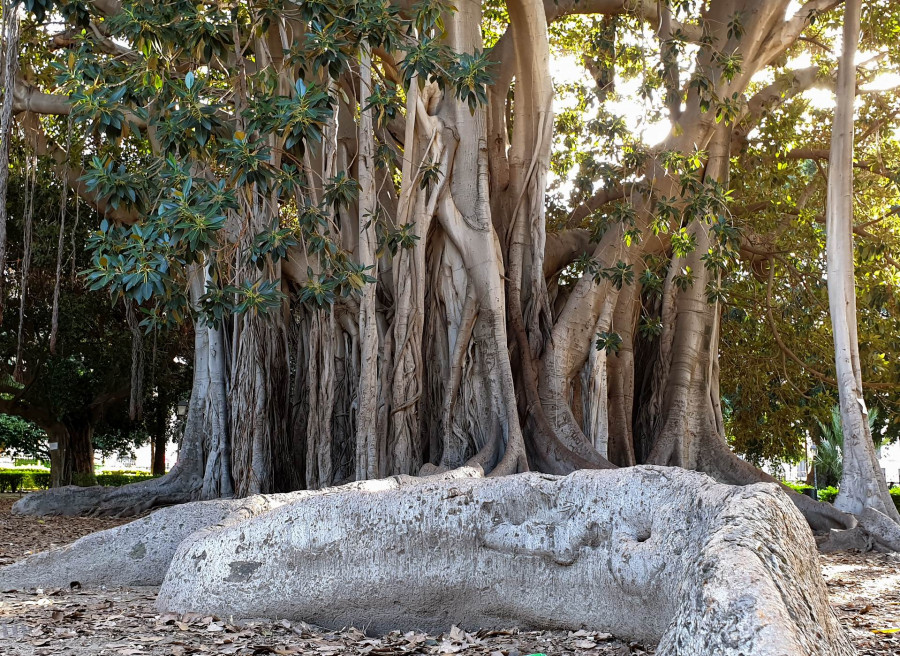 Palermo, an exotic city. Walking among art and gardens