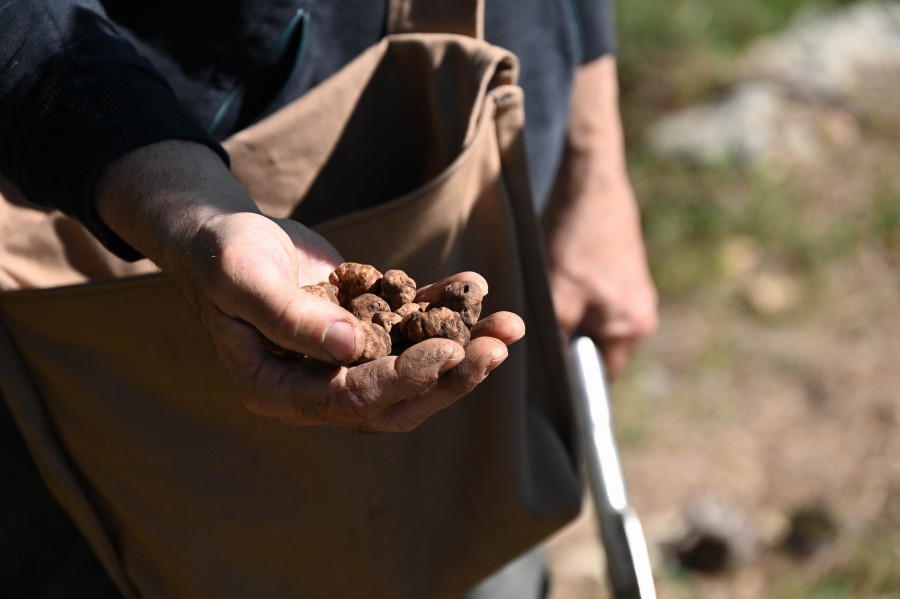 Truffle Hunting: An Adventure for Foodies among Good Company and Breathtaking Landscapes