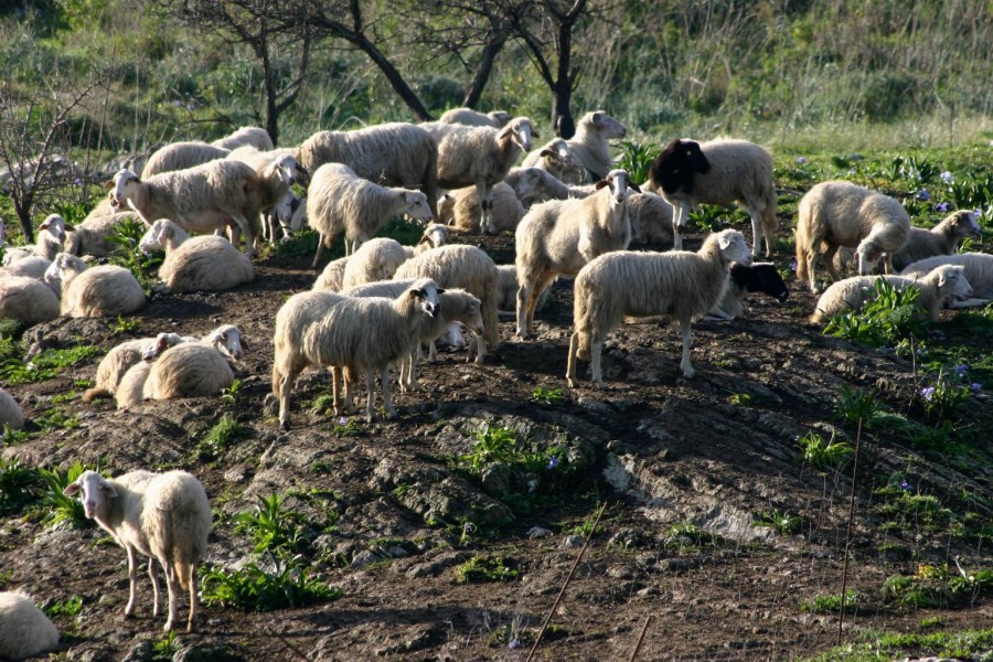 Sambuca di Sicilia, the authenticity of Sicani Mountains among shepherds and winemakers